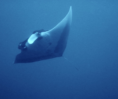 Manta ray