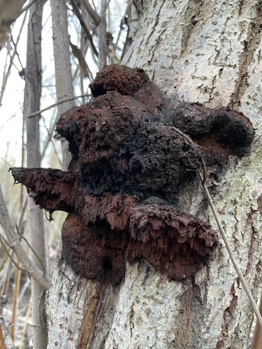iNaturalist observation photo of Shelf Fungi