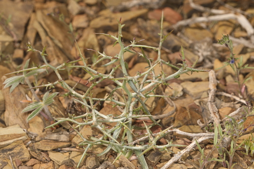Image of Thorny Skeletonweed (Pleiacanthus spinosus) by (c) Steve Matson, some rights reserved (CC BY)