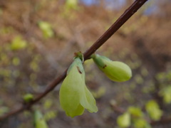 Forsythia × intermedia