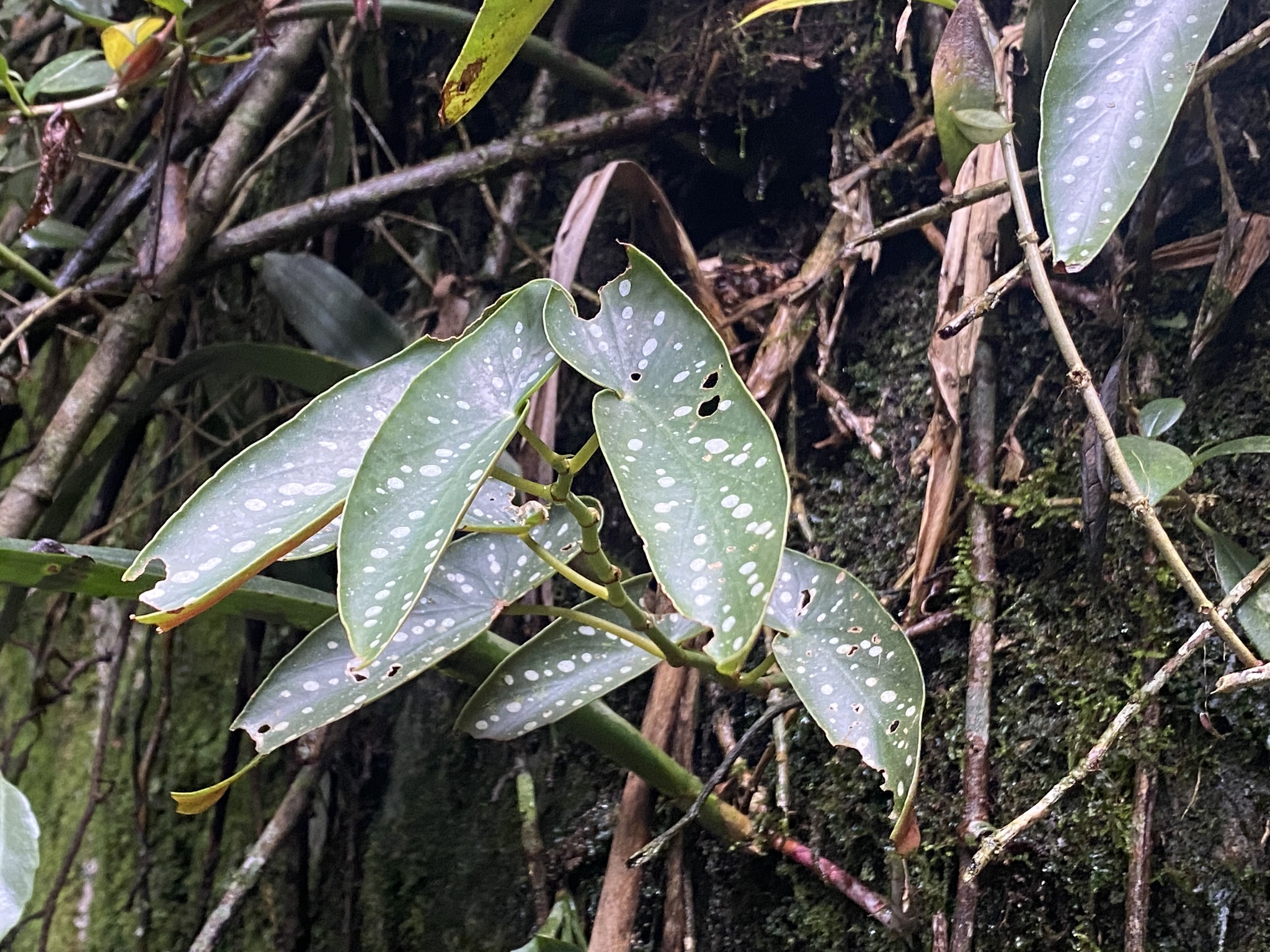 Imagem de Begônia maculata
