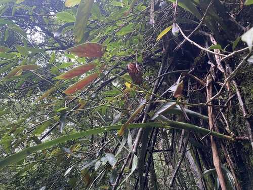 Begônia maculata