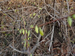 Forsythia × intermedia