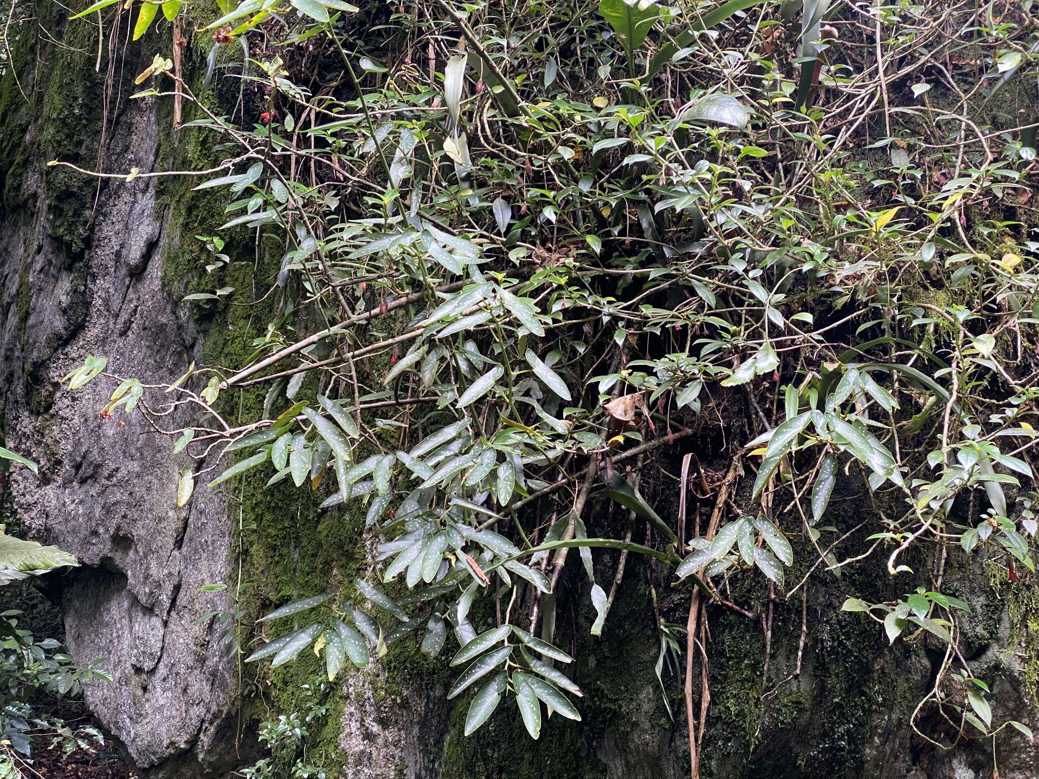 Imagem de Begônia maculata