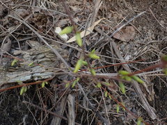 Forsythia × intermedia