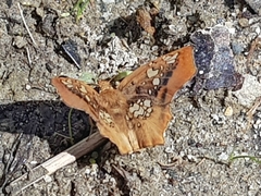 Ctenoptilum vasava