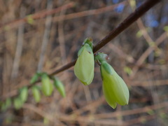 Forsythia × intermedia