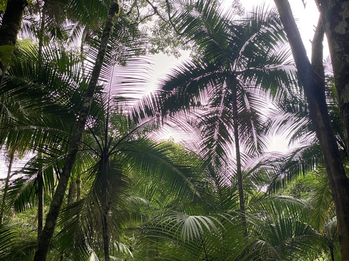 Foto de Palmito-juçara