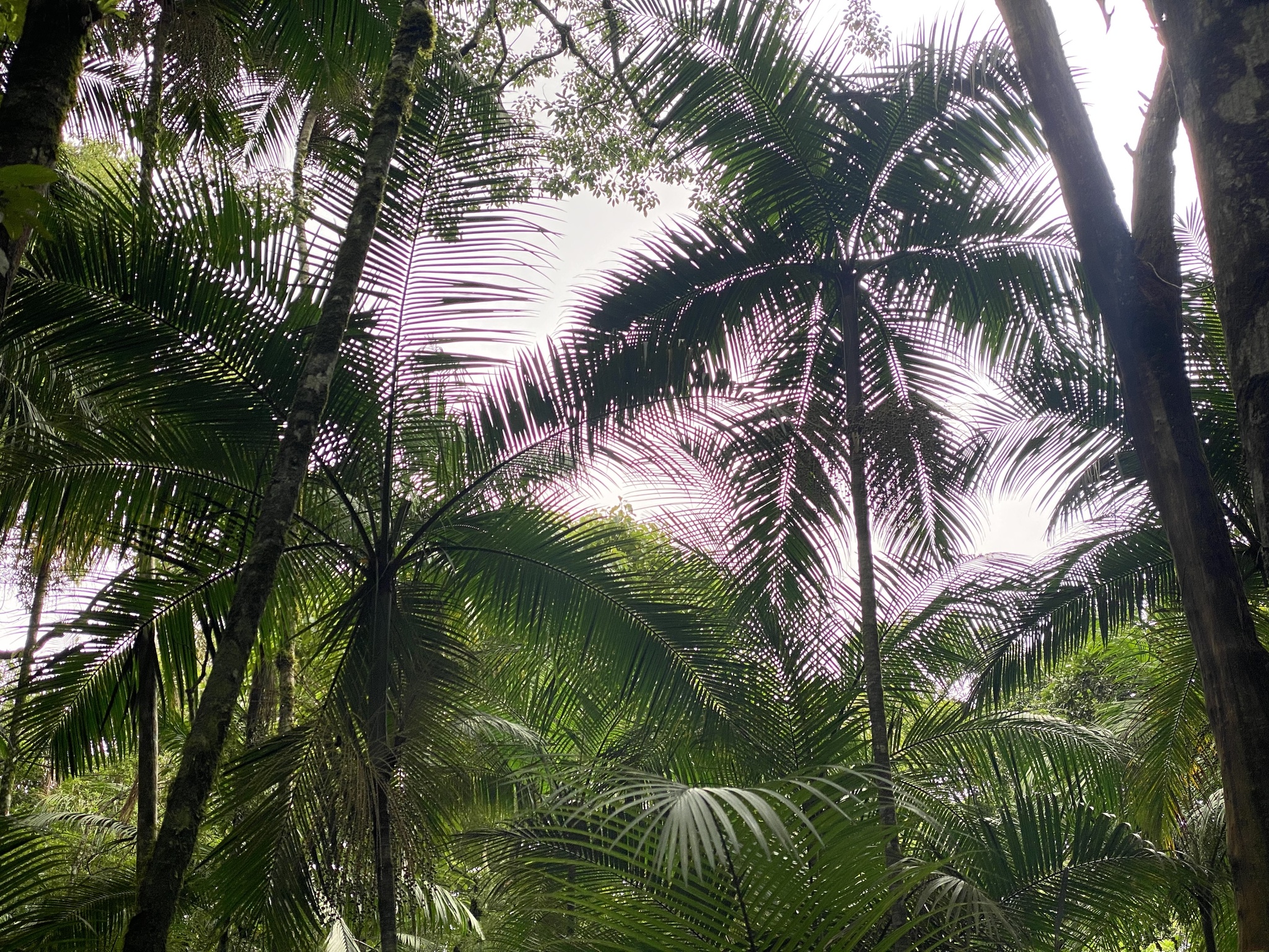 Imagem de Palmito-juçara