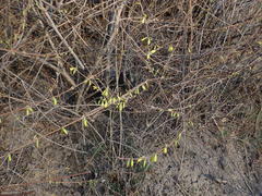 Forsythia × intermedia