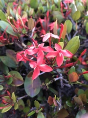 Ixora coccinea