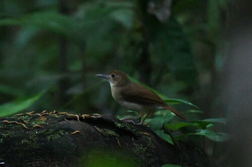 Ferruginous Babbler (Pellorneum bicolor), photo 7