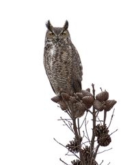 Great Horned Owl photo 2