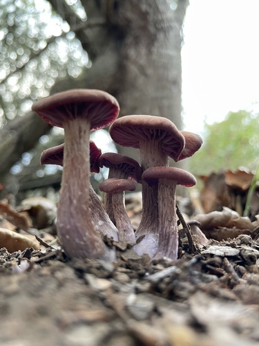 iNaturalist observation photo of Western Amethyst Laccaria