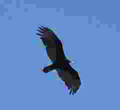 Cathartes aura image