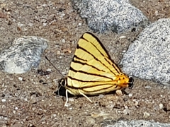 Dodona adonira