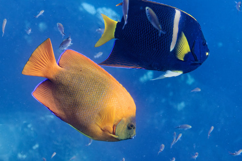 Photo of Clarion angelfish (Holacanthus clarionensis)