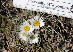 Townsendia hookeri
