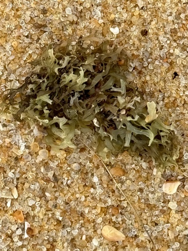 Dictyopteris delicatula observed 2024-01-22