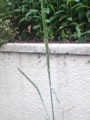 Elymus glaucus