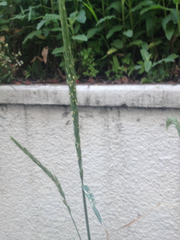 Elymus glaucus