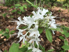 Rhododendron alabamense