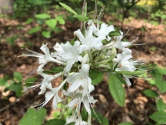 Rhododendron alabamense