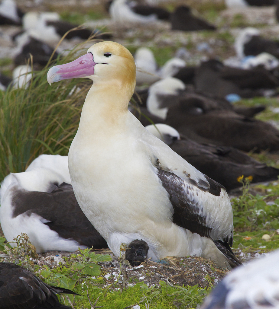Short-Tailed Albatross