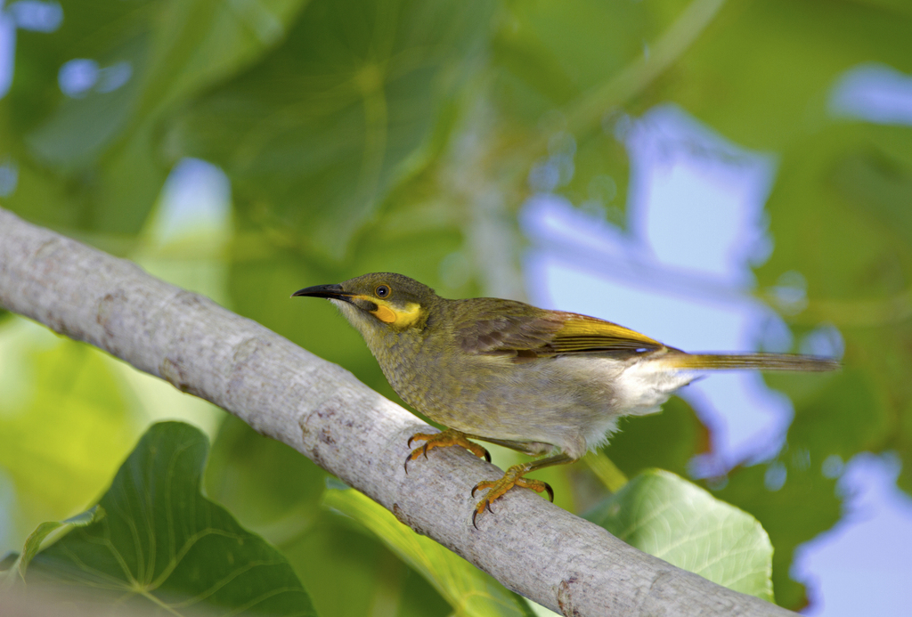 Wattled Honeyeater