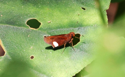 Cobalus fidicula
