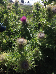 Cirsium andrewsii