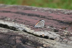 Diaethria clymena