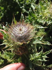 Cirsium andrewsii