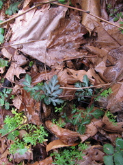 Geum laciniatum