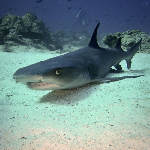 Whitetip Reef Shark, photo 10 of 10