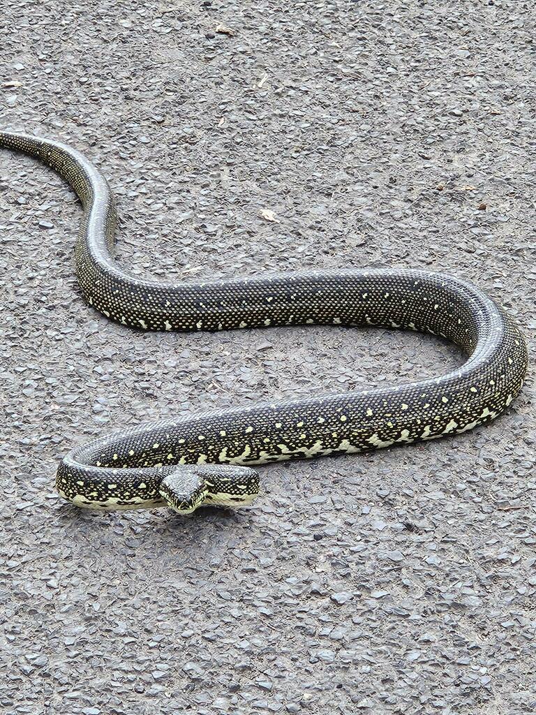 Diamond Python from Jenolan Karst Conservation Reserve on January 7 ...