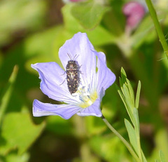 Acmaeodera tubulus