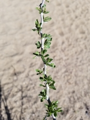 Prunus fasciculata