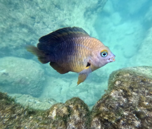 Threespot damselfish (Stegastes planifrons) — Pomacentridae — 3