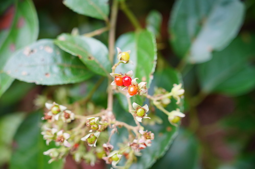 Rubus pirifolius observed 2024-01-21