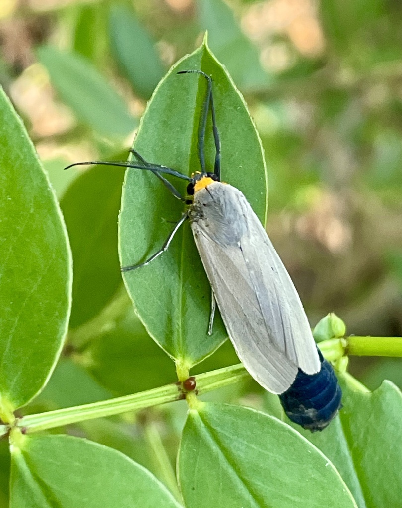 Edwards' Wasp Moth from Cow Key, Key West, FL, US on January 20, 2024 ...