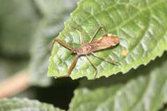 Epidaus