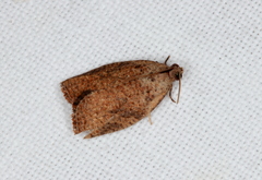 Meritastis