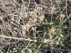 Tetradymia tetrameres