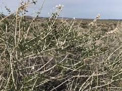 Tetradymia tetrameres