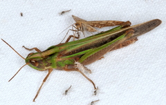 Aiolopus thalassinus dubius