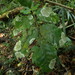 Coenogonium zonatum - Photo (c) Marley Ford, alguns direitos reservados (CC BY-NC-SA), uploaded by Marley Ford