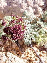 Lomatium mohavense