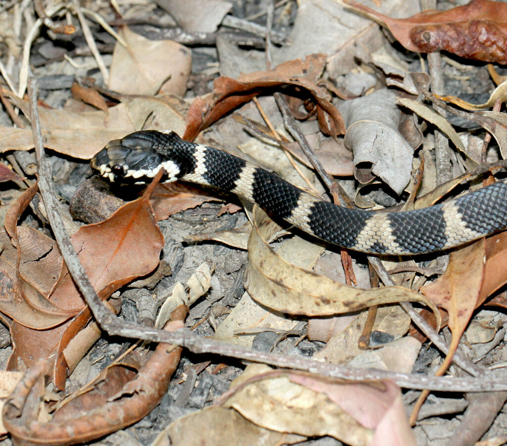 Stephens Snake Stephens' Banded Snake in October 2014 by Pete Woodall. 6468/81 ...
