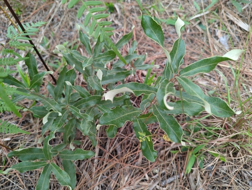 Image of Quercus pumila by (c) Tom Field, some rights reserved (CC BY)